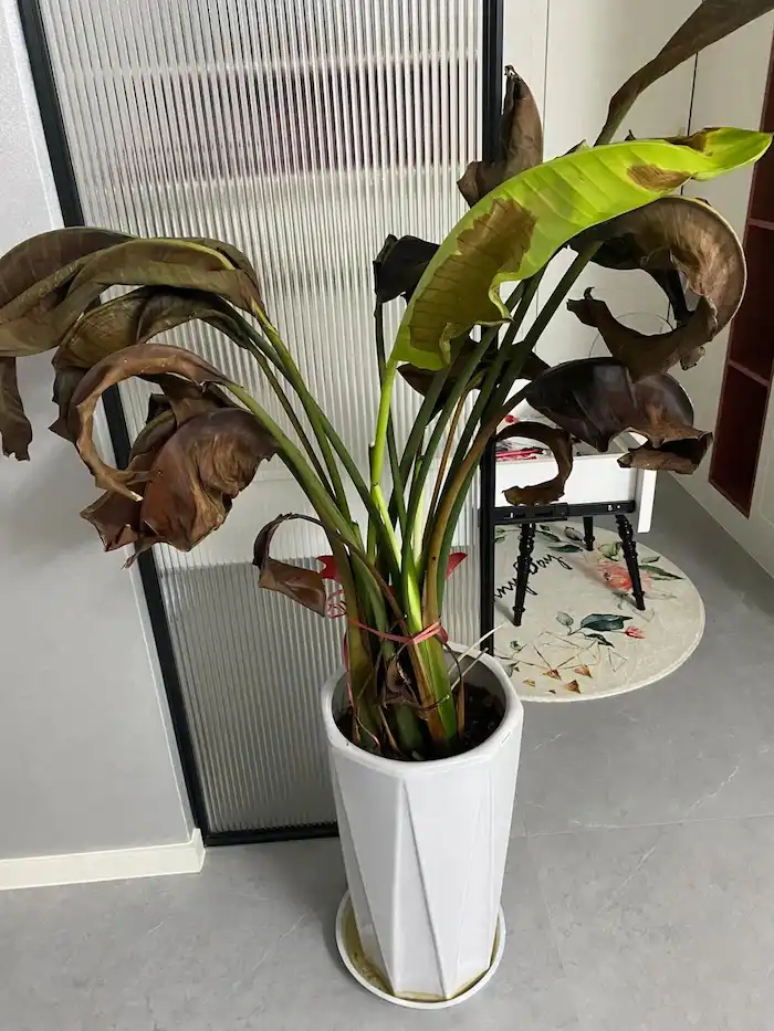 large green plants